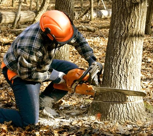 Tree Removal in Bluejacket, OK